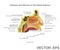 Arteries and Nerves of the Nasal Septum