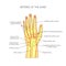 The arteries to the palmar side of the hand the scheme