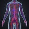 Arteries, Veins and Lymphnodes with Human Body