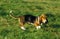 Artesian Norman Basset or Basset Artesian Normand, Adult standing on Grass