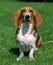 Artesian Norman Basset or Basset Artesian Normand sitting on Grass