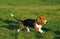 Artesian Norman Basset or Basset Artesian Normand walking on Grass