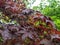 Artful close-up of fiery Japanese maple leaves in vibrant shades of red and orange