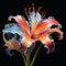 Artful Paintbrush Lily Bursting with Vibrant Colors