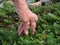 Arthritic hands gardening