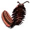 Arthropleura