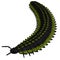 Arthropleura Invertebrate Head