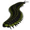 Arthropleura Invertebrate Tail