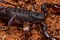 arthropod arachnid chelicerate scorpion