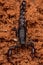 arthropod arachnid chelicerate scorpion