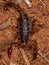 arthropod arachnid chelicerate scorpion