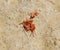 Arthropod mites on the ground. Close up macro Red velvet mite or