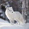 artic fox standing in snow