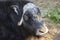 Artic musk ox head detail. Wildlife nature background