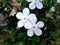 Artic snow Thryallis flowers on natural background