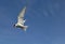 Artic Tern