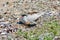 Artic Tern on nest