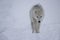 Artic wolf in the snow-Stock Photos