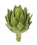 Artichoke