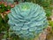 Artichoke Agave