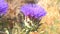 Artichoke in bloom, Artichoke Flower (4k)