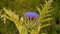 Artichoke in bloom, with pretty petals in blue tones, in summer