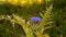 Artichoke in bloom, with pretty petals in blue tones, in summer