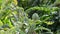 Artichoke in branch of plant in a agricultural plantation