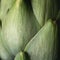 Artichoke close up. Fresh raw organic green Artichoke background closeup. Super macro. Healthy vegetarian food