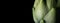 Artichoke close up. Fresh raw organic green Artichokes closeup. Isolated on black background. Healthy vegetarian food