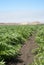 Artichoke Crop in California