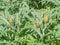 Artichoke cultivation with flower buds almost ripe