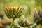 Artichoke (Cynara cardunculus)