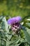 Artichoke (Cynara cardunculus)