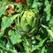 Artichoke Cynara cardunculus var. scolymus