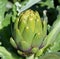 Artichoke Cynara cardunculus var. scolymus