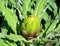 Artichoke Cynara cardunculus var. scolymus