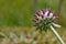 Artichoke Cynara scolymus bud