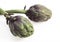 Artichoke, cynara scolymus, Vegetable against White Background
