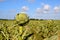 Artichoke field