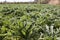 Artichoke field