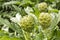 Artichoke field agriculture