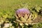 Artichoke flower - artichoke, garden cultivation