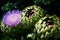 Artichoke Flower and Artichokes growing