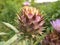 Artichoke flower budding