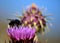 Artichoke flower and bumblebee in foreground