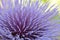 Artichoke Flower Cynara 02