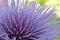 Artichoke Flower Cynara