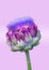 Artichoke Flower Isolataed Vertical Art