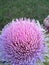 Artichoke flower no filter